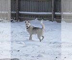 Small Photo #12 Huskies -Unknown Mix Puppy For Sale in Columbus, IN, USA