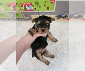 Yorkshire Terrier Puppy for sale in KATY, TX, USA