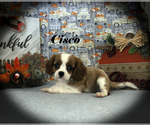 Small Photo #36 Cavalier King Charles Spaniel Puppy For Sale in CHANUTE, KS, USA