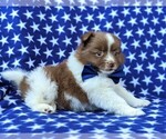 Small Photo #4 Pomeranian Puppy For Sale in KIRKWOOD, PA, USA