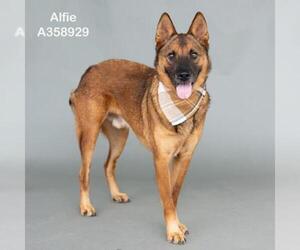Mutt Dogs for adoption in Conroe, TX, USA