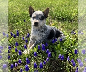 Australian Cattle Dog-Border Collie Mix Puppy for sale in HILLSBORO, WI, USA