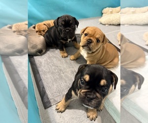 English Bulldog-French Bulldog Mix Puppy for sale in SAINT CHARLES, MO, USA