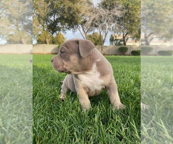 Medium Photo #5 American Bully Puppy For Sale in GILBERT, AZ, USA