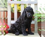Small #6 Poodle (Standard)