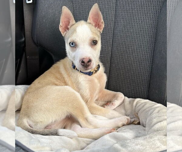 Medium Photo #3 Mutt Puppy For Sale in Spring Lake, NC, USA