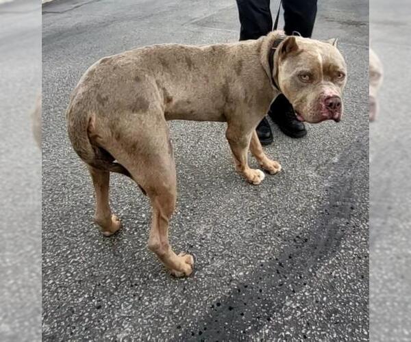 Medium Photo #1 American Staffordshire Terrier Puppy For Sale in San Antonio, TX, USA