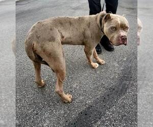 American Staffordshire Terrier Dogs for adoption in San Antonio, TX, USA