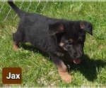 Small Photo #4 German Shepherd Dog Puppy For Sale in EVANS, WA, USA