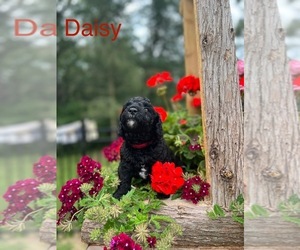 Miniature Bernedoodle-Poodle (Miniature) Mix Puppy for Sale in MILFORD, Michigan USA