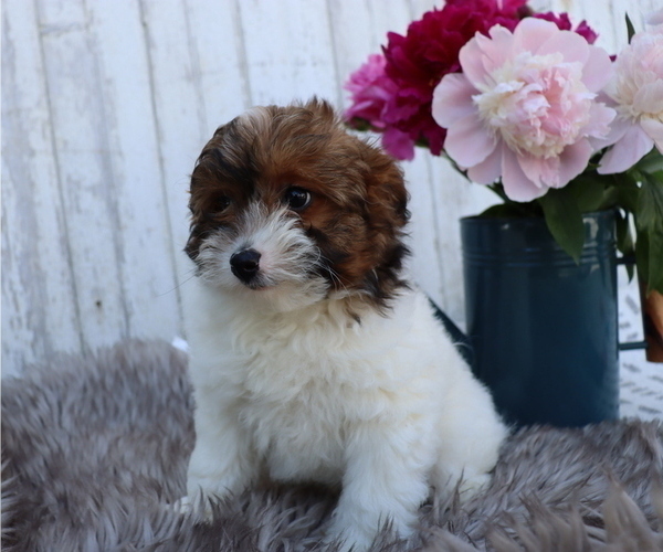 Medium Photo #5 Pom-A-Poo-Poodle (Miniature) Mix Puppy For Sale in HONEY BROOK, PA, USA