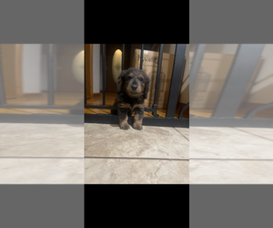 Dachshund Puppy for sale in ORONOGO, MO, USA