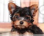 Small #2 Yorkshire Terrier