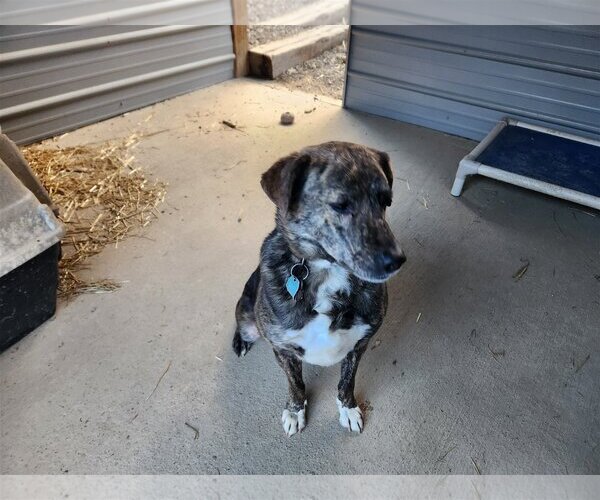 Medium Photo #7 Labrador Retriever-Mountain Cur Mix Puppy For Sale in Woodsfield, OH, USA