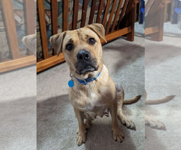 Medium Photo #1 Mutt Puppy For Sale in Cary, NC, USA