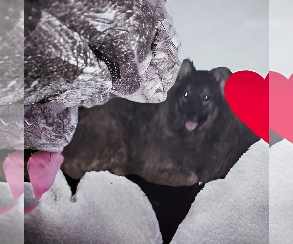 Medium Photo #9 German Shepherd Dog-Unknown Mix Puppy For Sale in Orange Grove, TX, USA