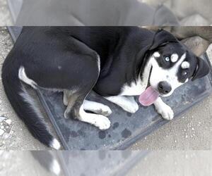 A661497 - Male Siberian Husky-Unknown Mix Dog for Adoption - Photo #2