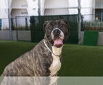 Small #3 Mastiff Mix