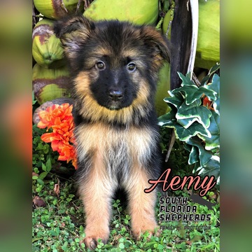 Medium Photo #1 German Shepherd Dog Puppy For Sale in MIAMI, FL, USA