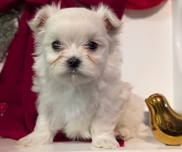 Medium Photo #42 Maltese Puppy For Sale in GOSHEN, IN, USA