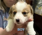 Small Pembroke Welsh Corgi