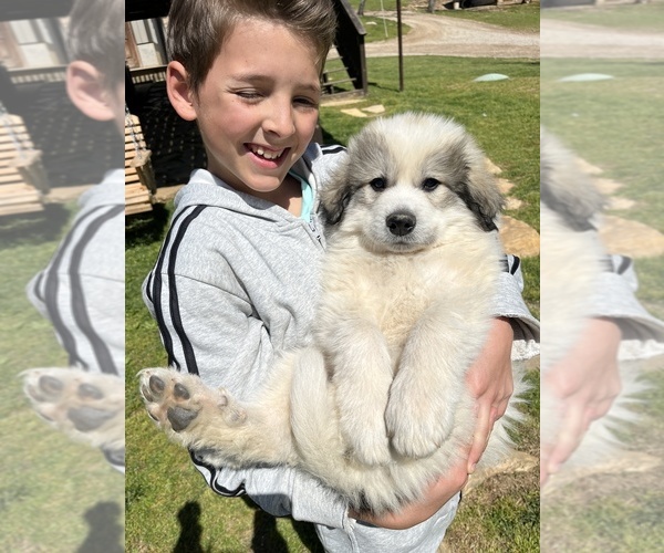 Medium Photo #5 Great Pyrenees Puppy For Sale in KIRBYVILLE, MO, USA