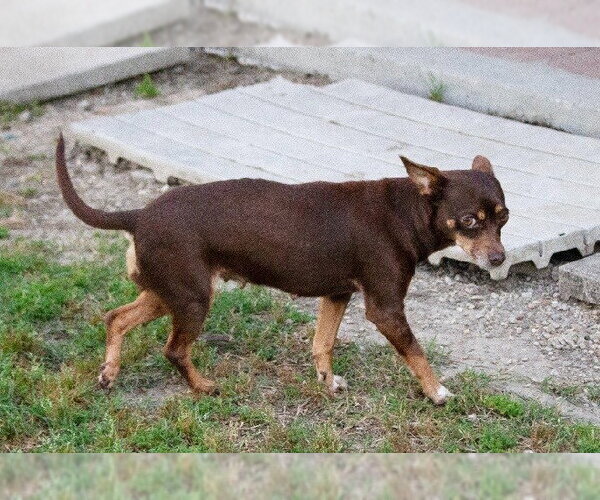 Medium Photo #3 Chihuahua-Unknown Mix Puppy For Sale in Canton, CT, USA