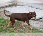Small #2 Chihuahua Mix
