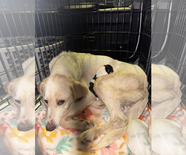 Medium Photo #5 Labrador Retriever-Unknown Mix Puppy For Sale in Holly Springs, NC, USA