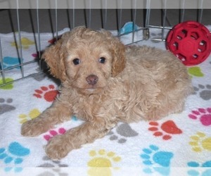 Medium Cockapoo-Poodle (Miniature) Mix