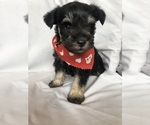 Puppy Jill Schnauzer (Miniature)