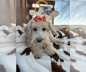 Poodle (Miniature) Puppy for sale in LANCASTER, MO, USA