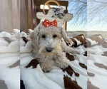 Small Photo #1 Poodle (Miniature) Puppy For Sale in LANCASTER, MO, USA