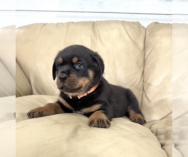 Medium Photo #20 Rottweiler Puppy For Sale in BRIGHTON, CO, USA