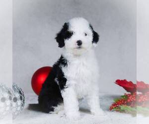 Bernedoodle-Poodle (Miniature) Mix Puppy for sale in DALTON, OH, USA