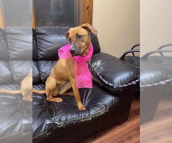 Medium Photo #4 Labrador Retriever-Unknown Mix Puppy For Sale in Mt. Laurel, NJ, USA