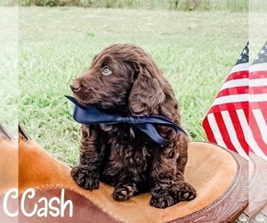 Aussiedoodle Puppy for sale in WHITAKERS, NC, USA