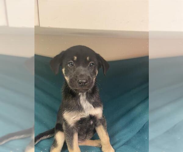 Medium Photo #1 Siberian Husky-Unknown Mix Puppy For Sale in HESPERIA, CA, USA