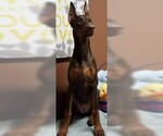 Small Photo #1 Doberman Pinscher Puppy For Sale in EDGEWOOD, NM, USA