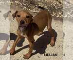 Small #1 Retriever  Mix