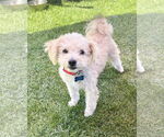 Small #2 Miniature Schnauzer Mix