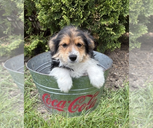 Medium Photo #4 Yoranian Puppy For Sale in MIDDLEBURY, IN, USA