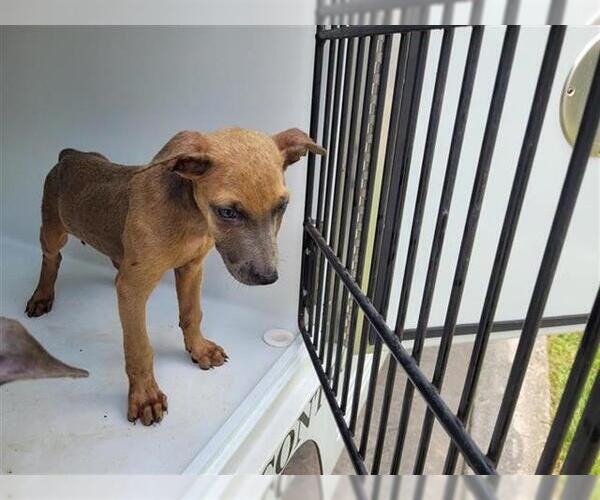 Medium Photo #1 Miniature Pinscher Puppy For Sale in Houston, TX, USA