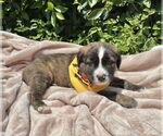 Small #1 Mutt