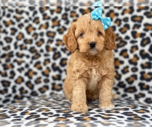 Cocker Spaniel-Poodle (Miniature) Mix Puppy for sale in LAKELAND, FL, USA