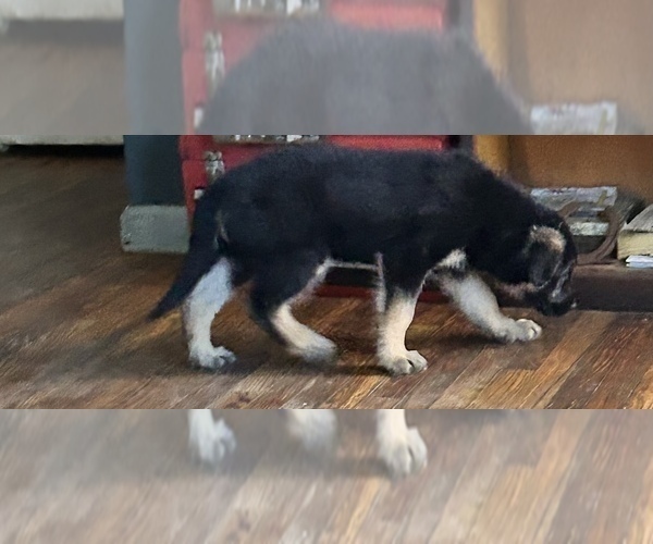 Medium Photo #3 Shepradors Puppy For Sale in WILMINGTON, DE, USA