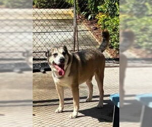 Roy - Male Mutt Dog for Adoption - Photo #2