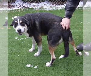 Labrador Retriever-Unknown Mix Dogs for adoption in Murfreesboro, TN, USA