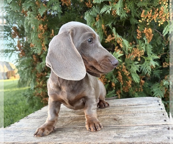 Medium Photo #5 Dachshund Puppy For Sale in MIDDLEBURY, IN, USA
