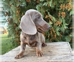 Briggs - Male Dachshund Puppy for Sale - Photo #5